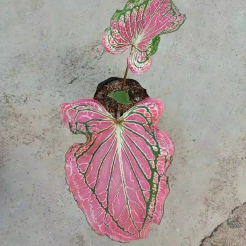 tanaman hias keladi / keladi wayang / caladium pink rose
