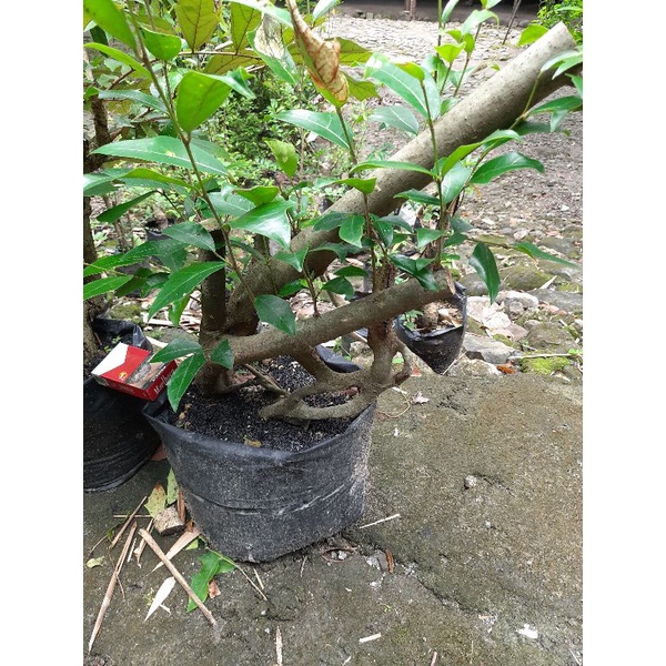 bahan bonsai ampelas karakter realpic.