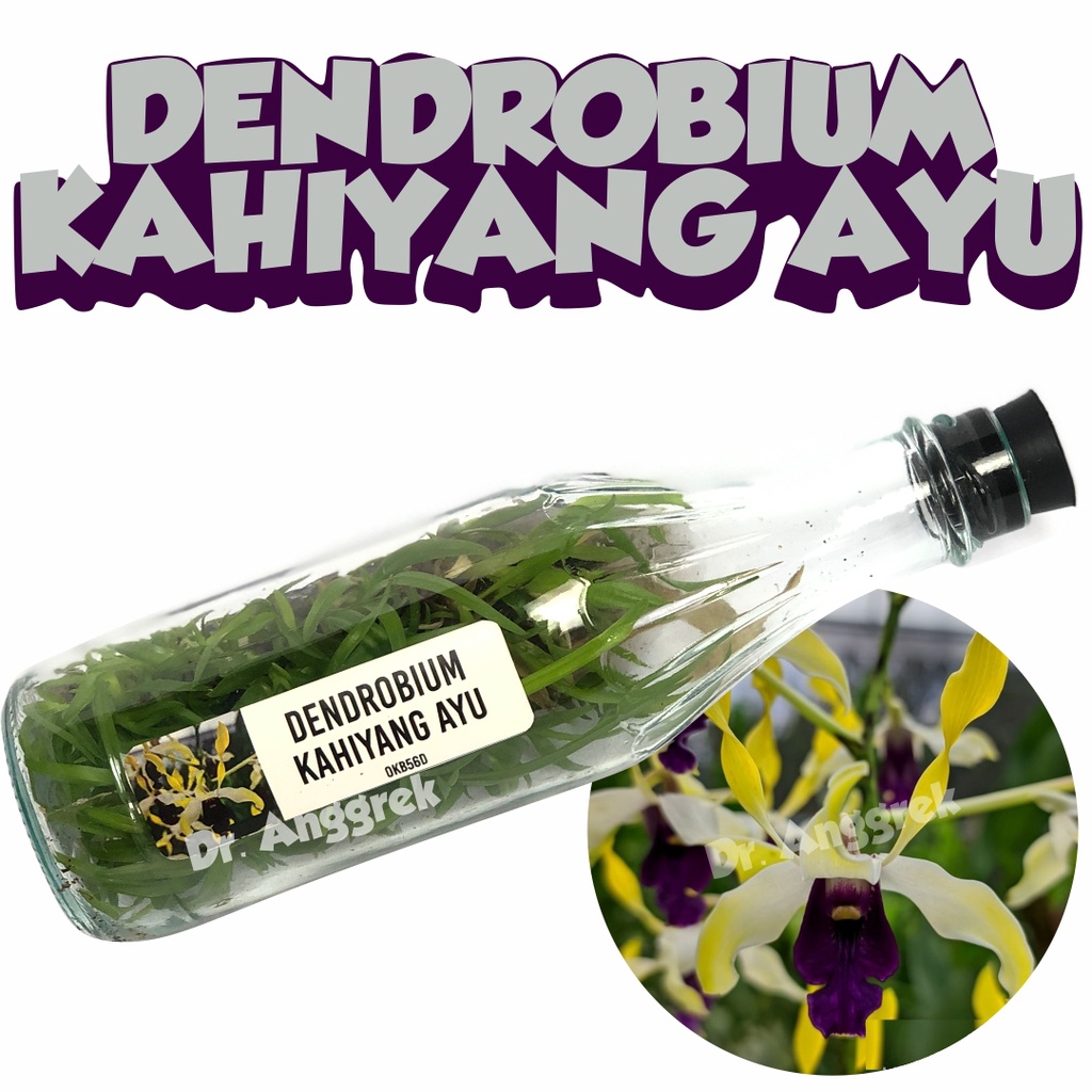 Bibit Anggrek Dendrobium Dalam Botol Kahiyang Ayu