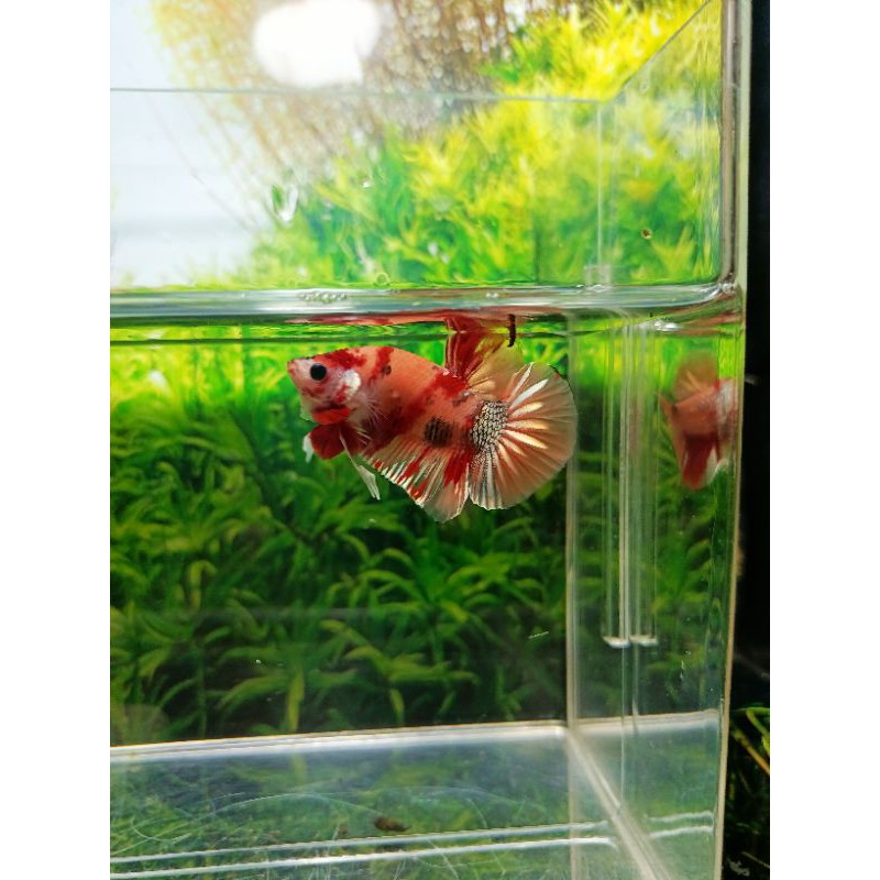 nemo_gold