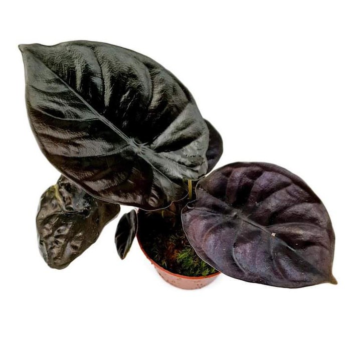 tanaman hias alocasia black infernalis atau black indo
