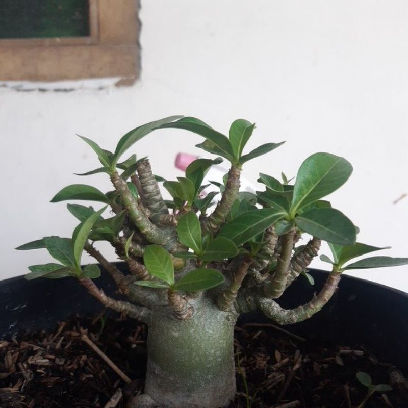 bunga/bonsai/adenium id wsb x khz