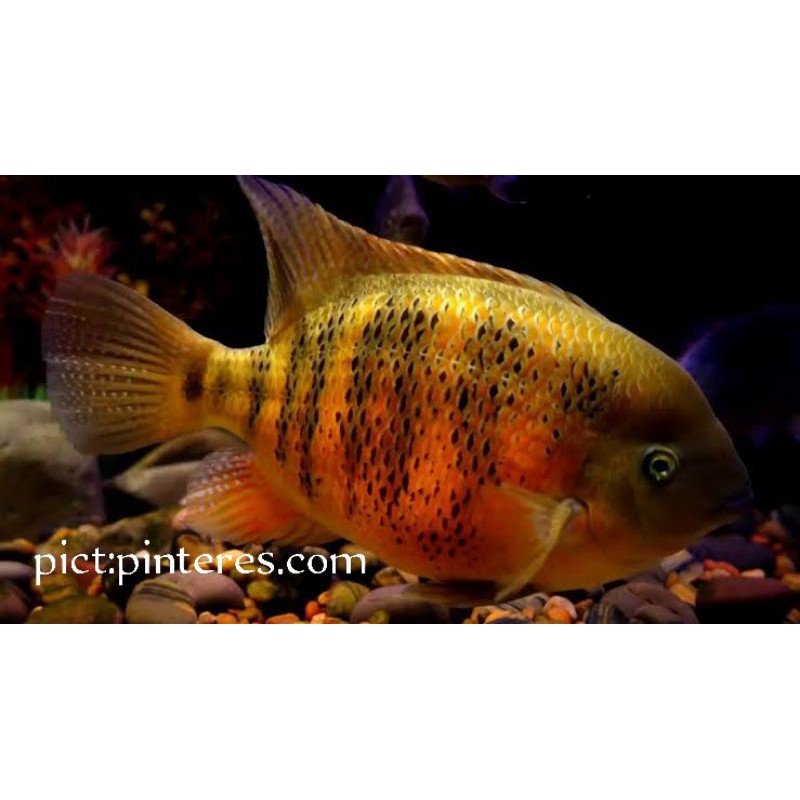 Vieja bucorty center america cichlid