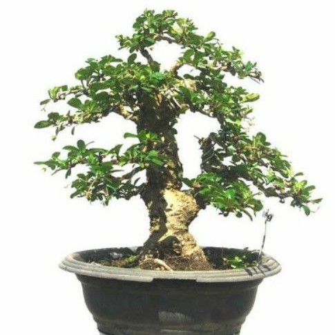 Tanaman hias Seribu bintang/pohon seribu bintang