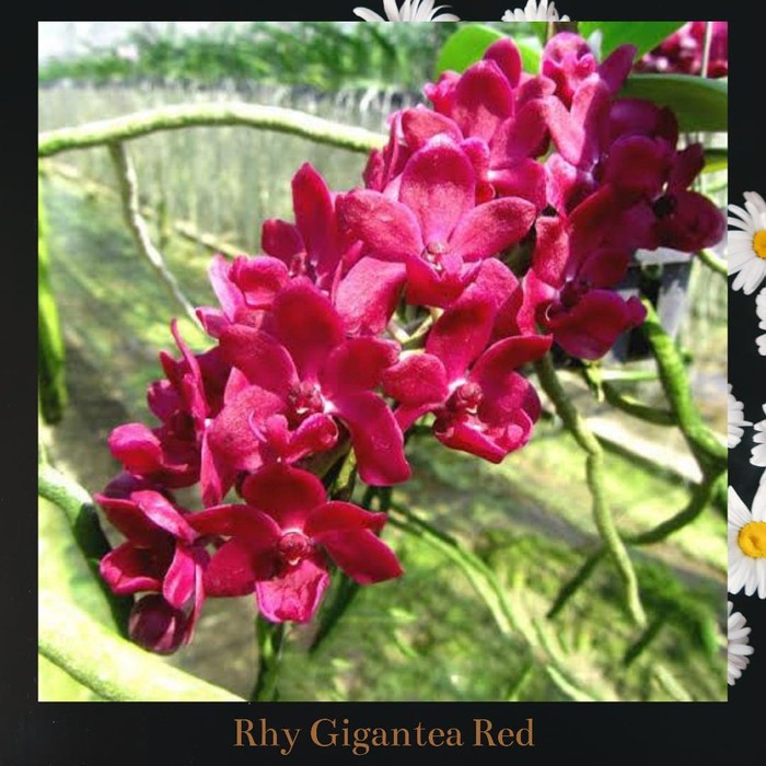 Anggrek Rhynchostylis Gigantea Red