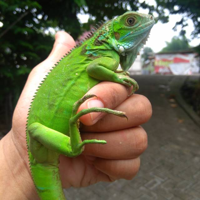 Green Iguana Colomb A2.1