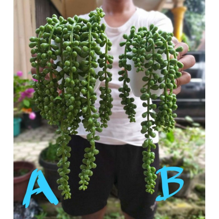 (Dengan Pot) sukulen juntai latex & POT sekulen gantung bunga seculen rambat bunga ambalan suculen a
