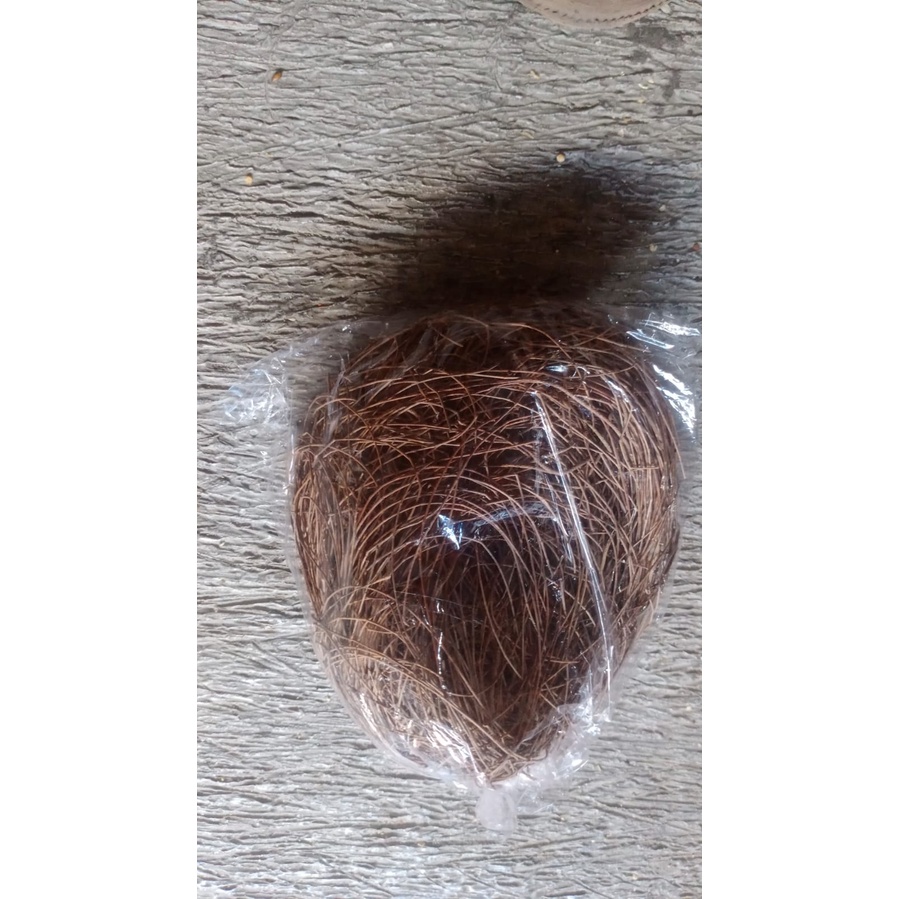 CEMARA SARANG UNTUK BURUNG MURAI BATU KACER ANIS DAN BURUNG LAINNYA