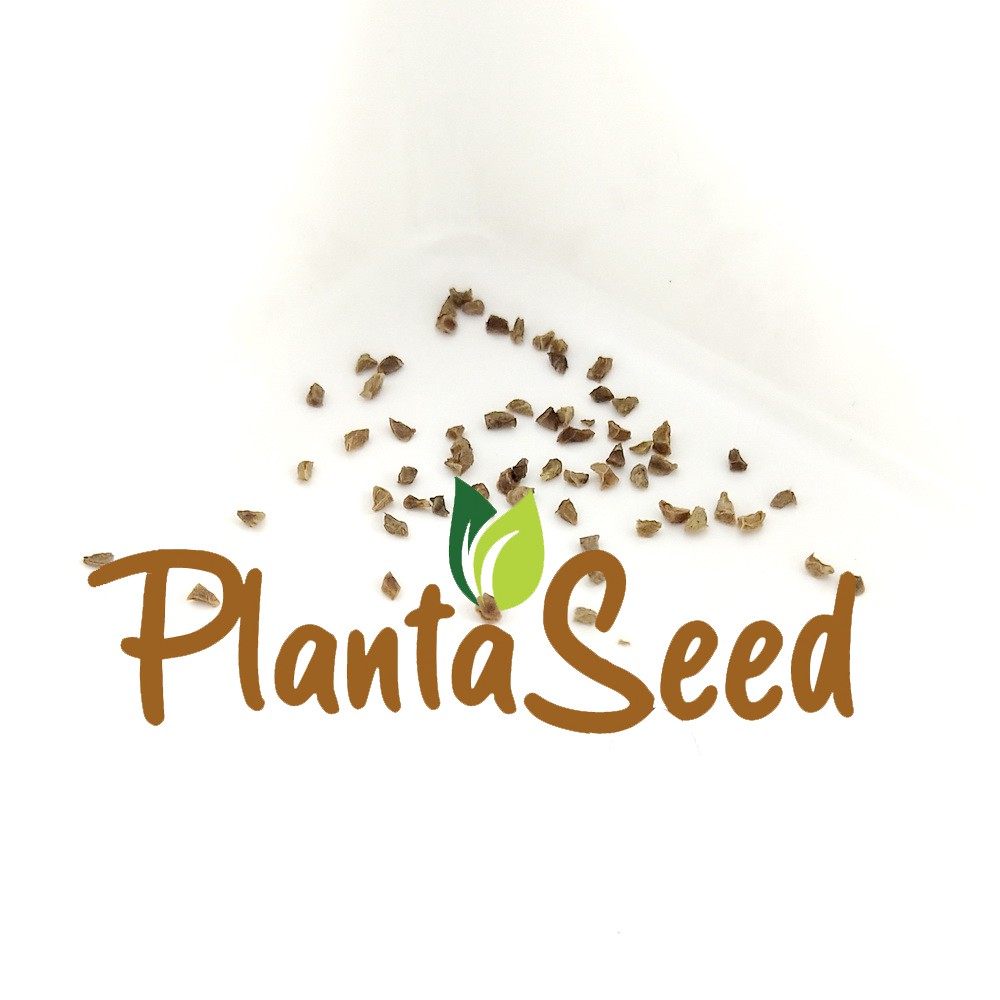 PlantaSeed - 50 Seeds - Penstemon Rocky Mountain Biji Bunga - PAS0208