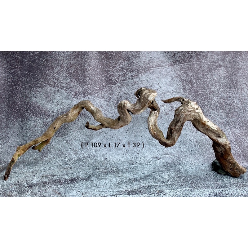 Kayu Santigi Laut Aquascape