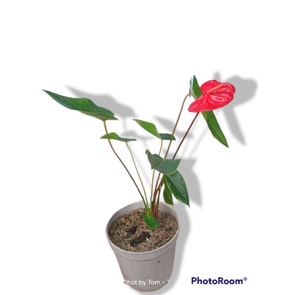 Anthurium mini