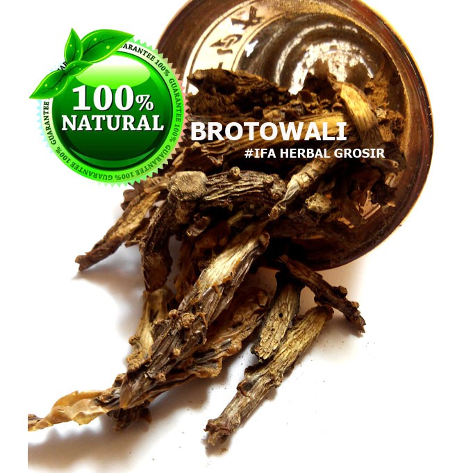 

Jamu Herbal Tradisional Tanaman Obat Brotowali Untuk Kencing Manis