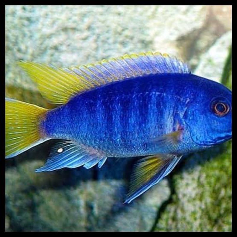 Acei Yellow Tail - cichlid