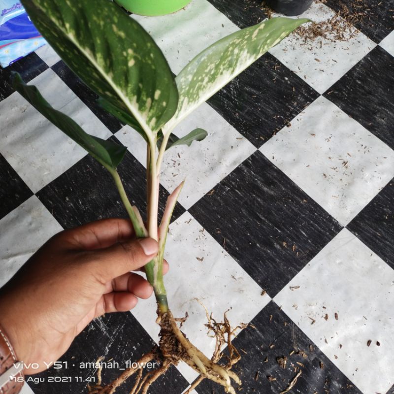 Terbaru... Kochin Kuning