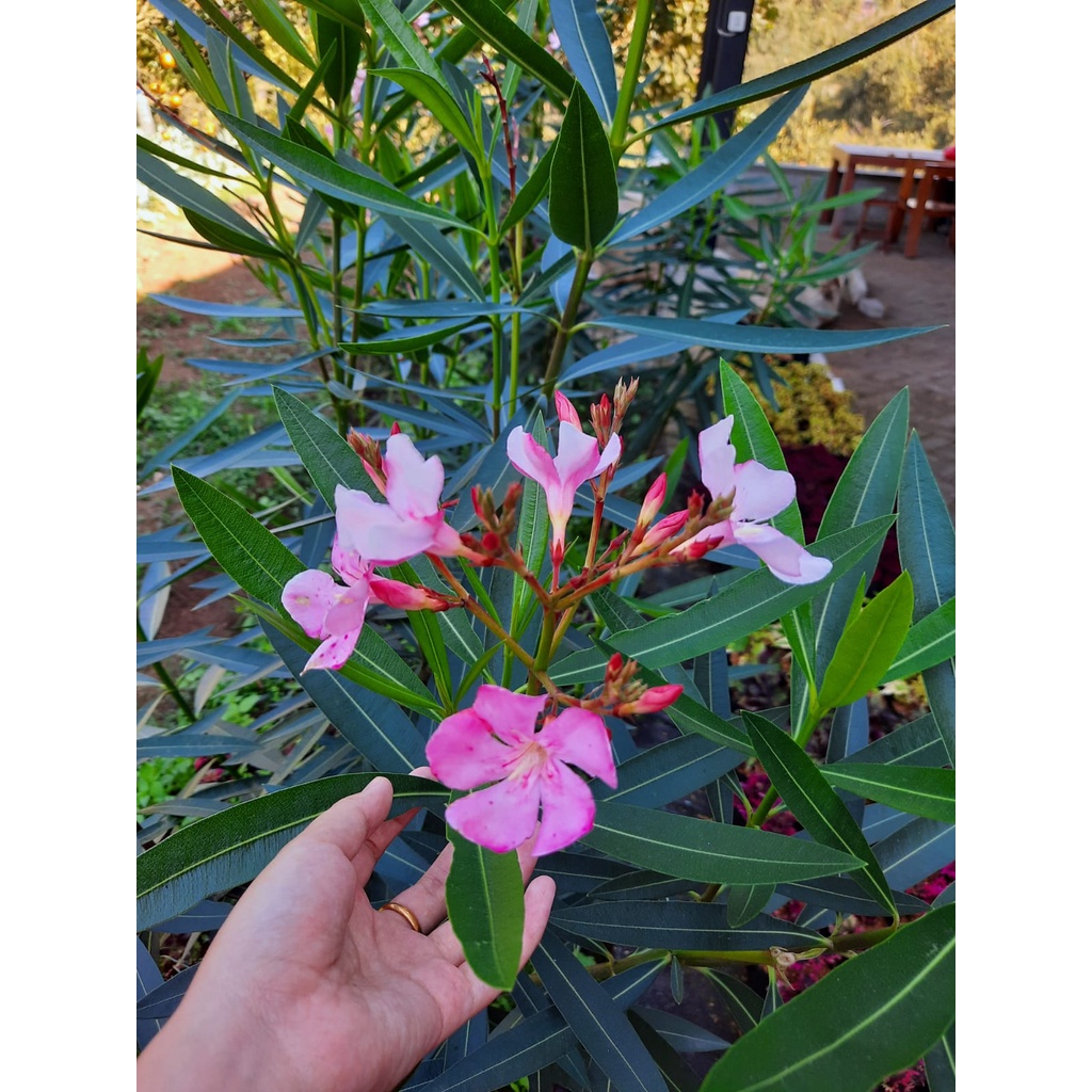 Bibit Tanaman Hias Bunga Jepun Pink/Oleander/Oleandra/Bunga Mentega