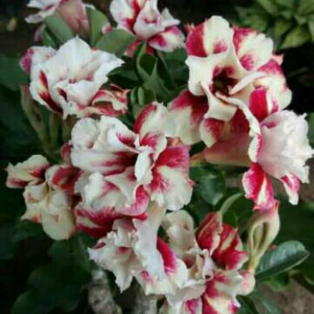 Bunga kamboja jepang - bibit bunga kamboja jepang okulasi warna bunga sesuai difoto