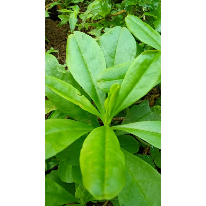 Jual Daun Ginseng Som Jawa Segar Gram Shopee Indonesia