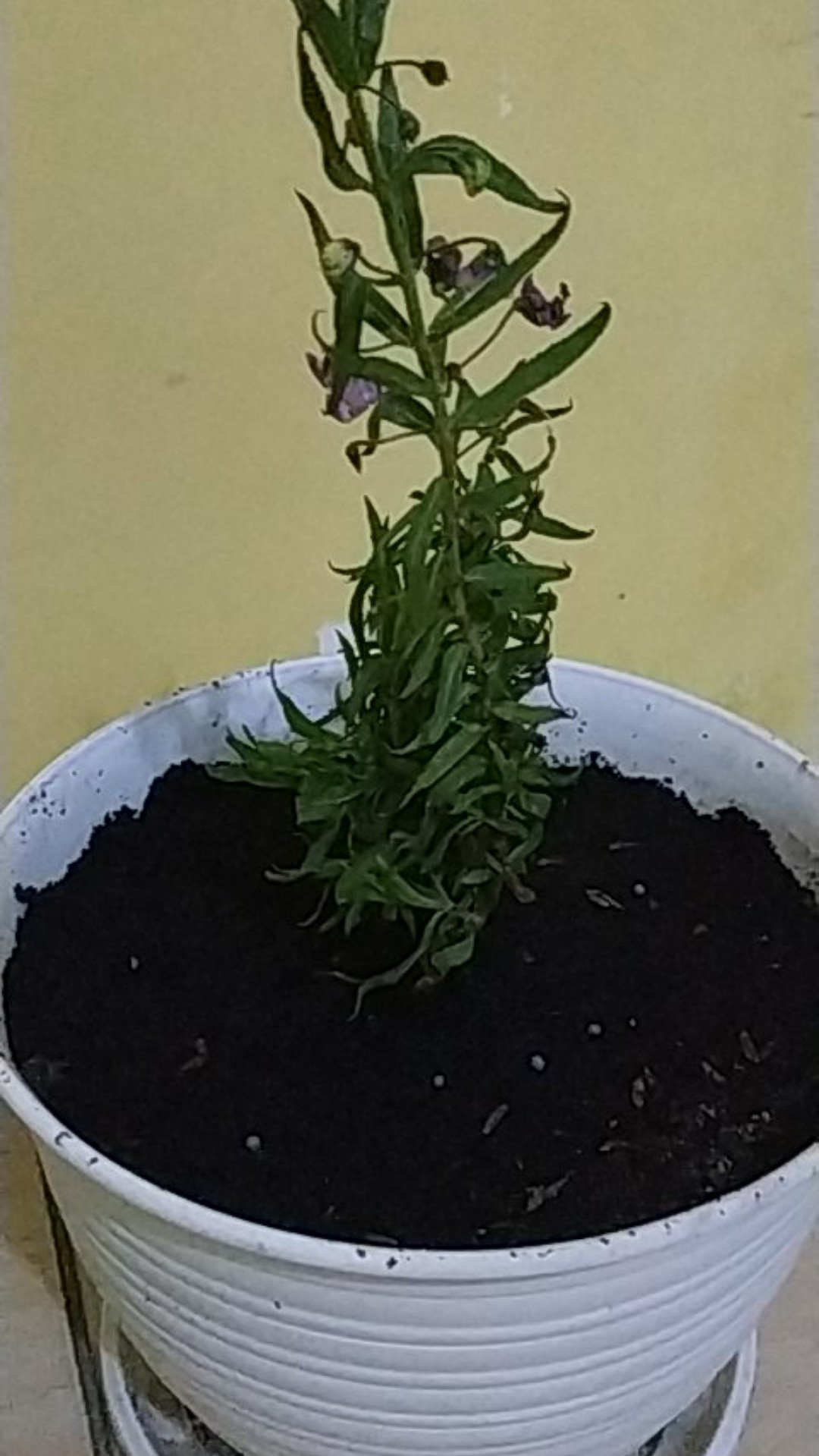 Tanaman Bunga Lavender / Tanaman Pengusir Nyamuk Lavenda