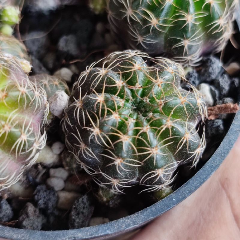 Lobivia arachnacantha ownroot langka