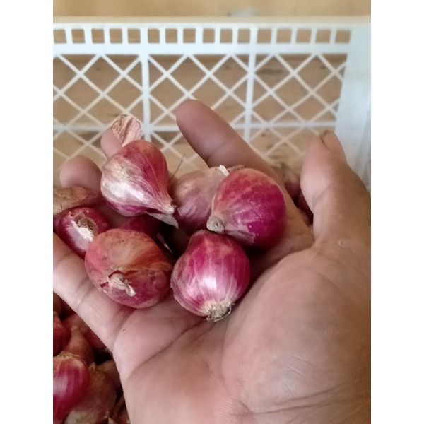 

bawang merah