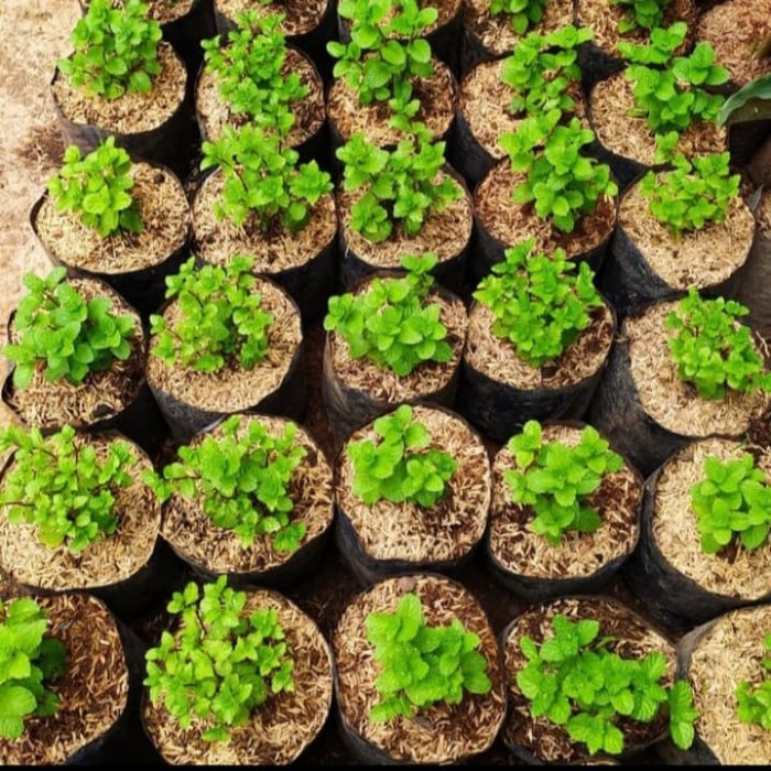 BIBIT MINT TANAMAN MINT