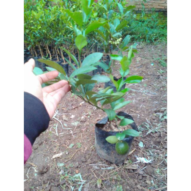 Bibit Tanaman Jeruk Lemon Lokal Berkualitas  Bibit Tanman Jeruk Lemon Lokal
