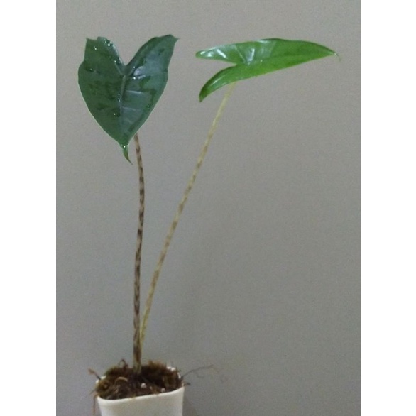 alocasia zebrina ORI import