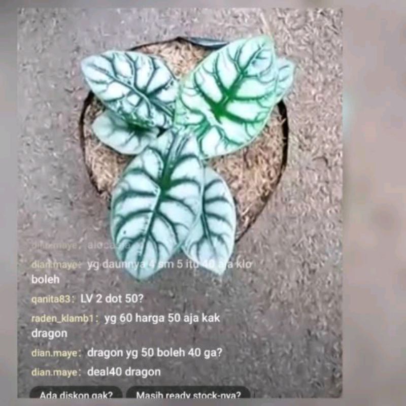 Promo keladi keris papua/black silvit