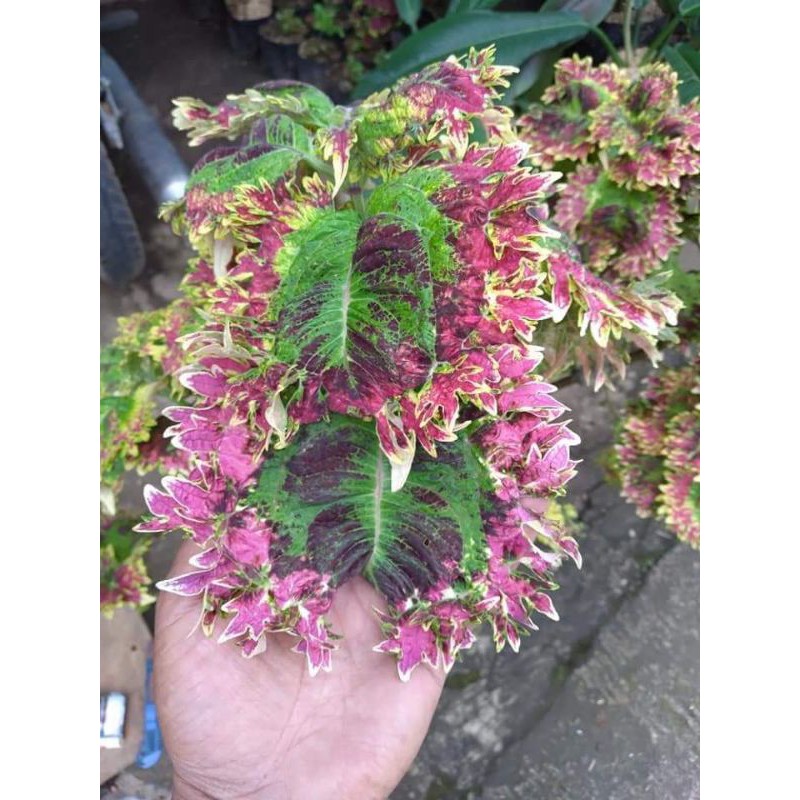 tanaman hias miana murah_ratu segoro miana