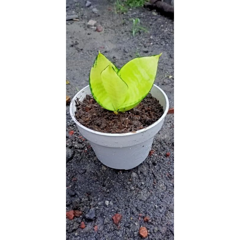 Mutasi sansiviera golden hanny