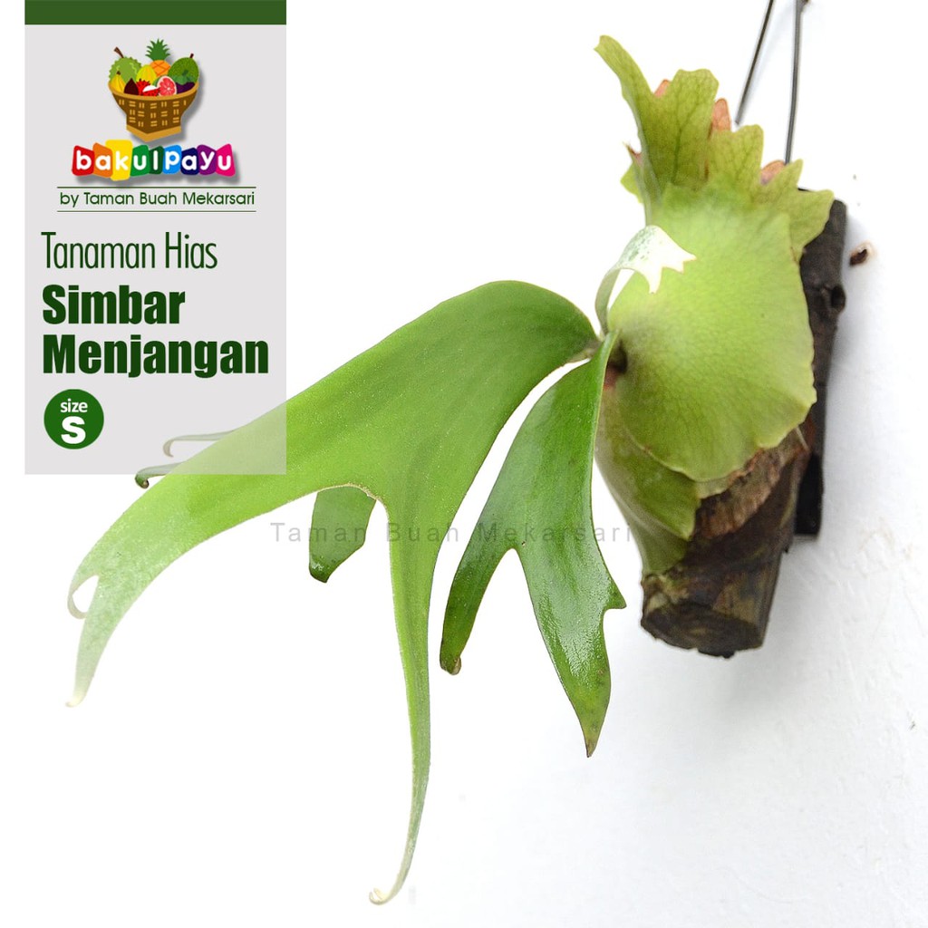 Tanaman Hias Simbar Menjangan