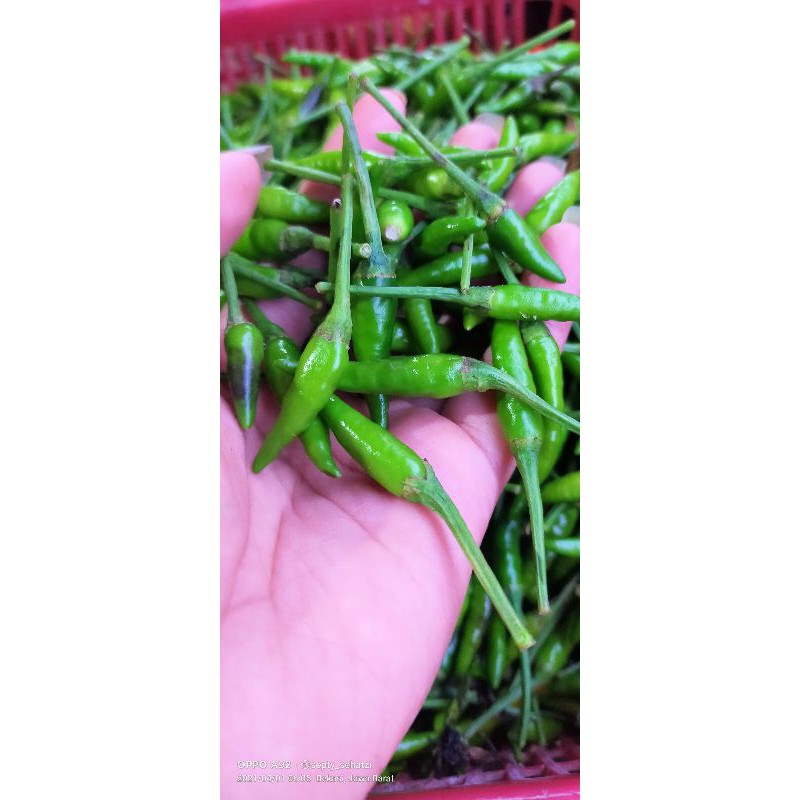 

cabe rawit hijau 250gr