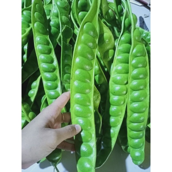

pete petai super segar