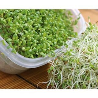 

Kecambah Taoge Australia atau Alfalfa Sprouts Australian Garnish Sayuran Salad Segar