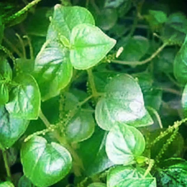 

Daun sirih cina 250 gram