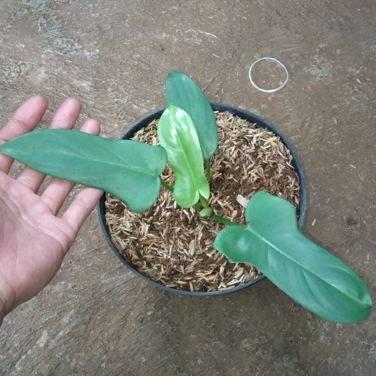 PHILODENDRON VIOLIN TANAMAN HIAS PHILODENDRON BIPENNIFOLIUM TANAMAN INDOOR