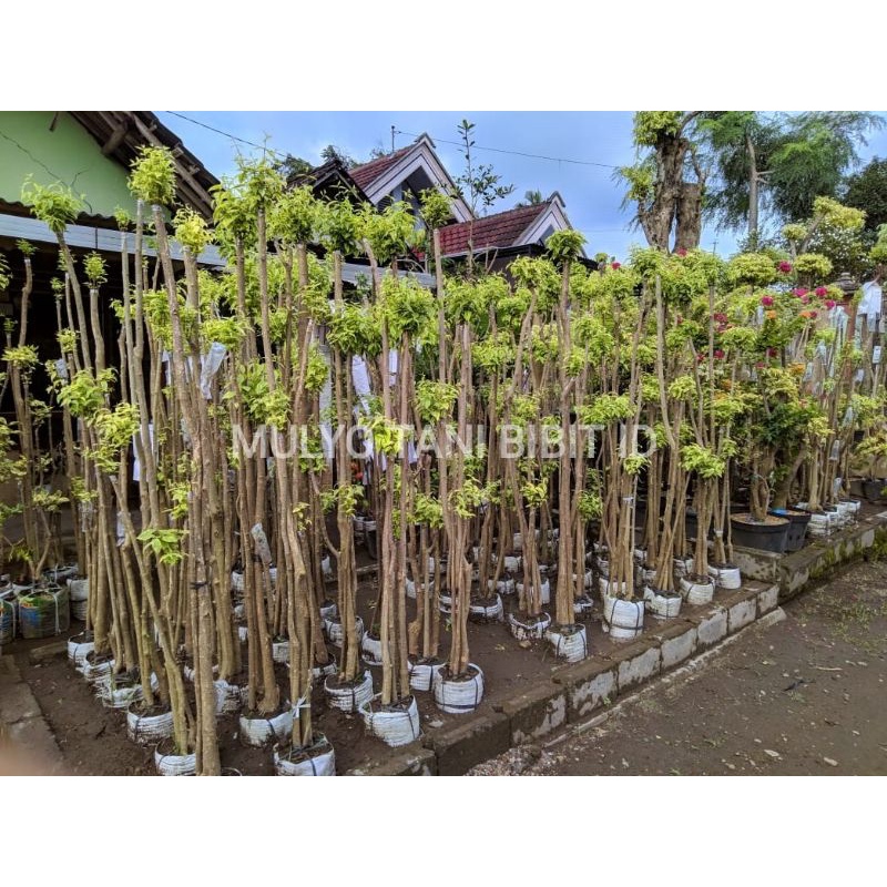 Tanaman pohon bonsai anting putri | mentaos 1,5 meter