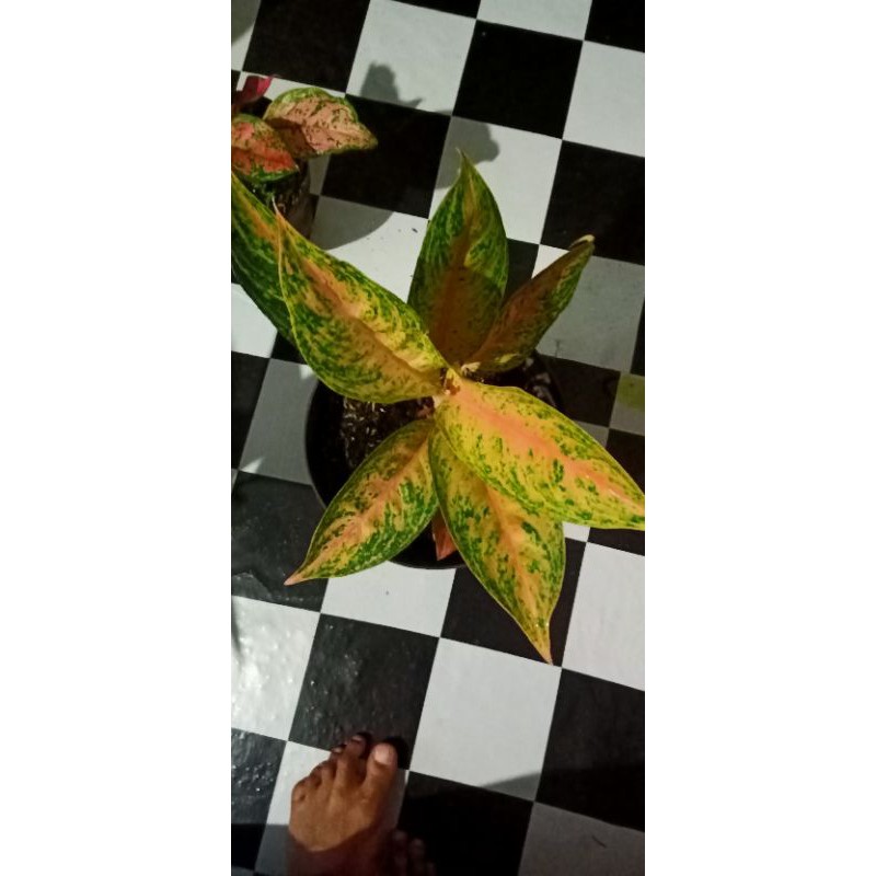 RED Sumatera