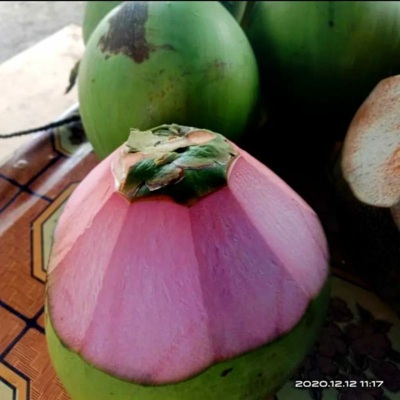 Buah kelapa muda kelapa ijo cengkir/kelapa obat