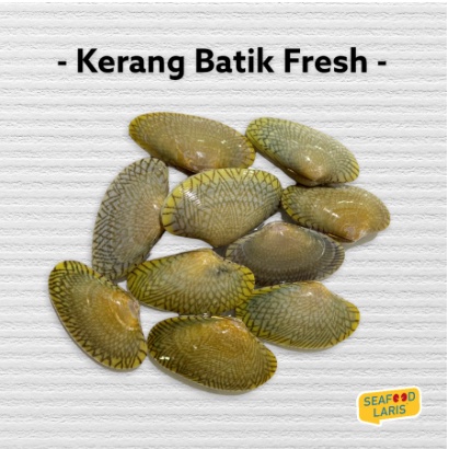 

KERANG BATIK FRESH 1KG