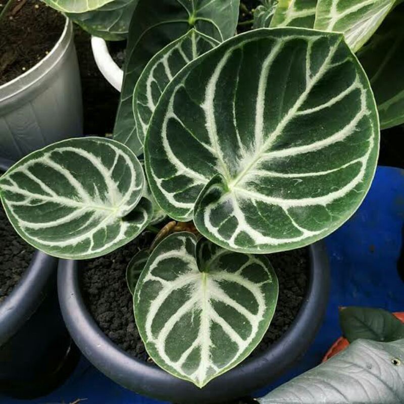 Tanaman hias kuping gajah dorayaki mangkok original