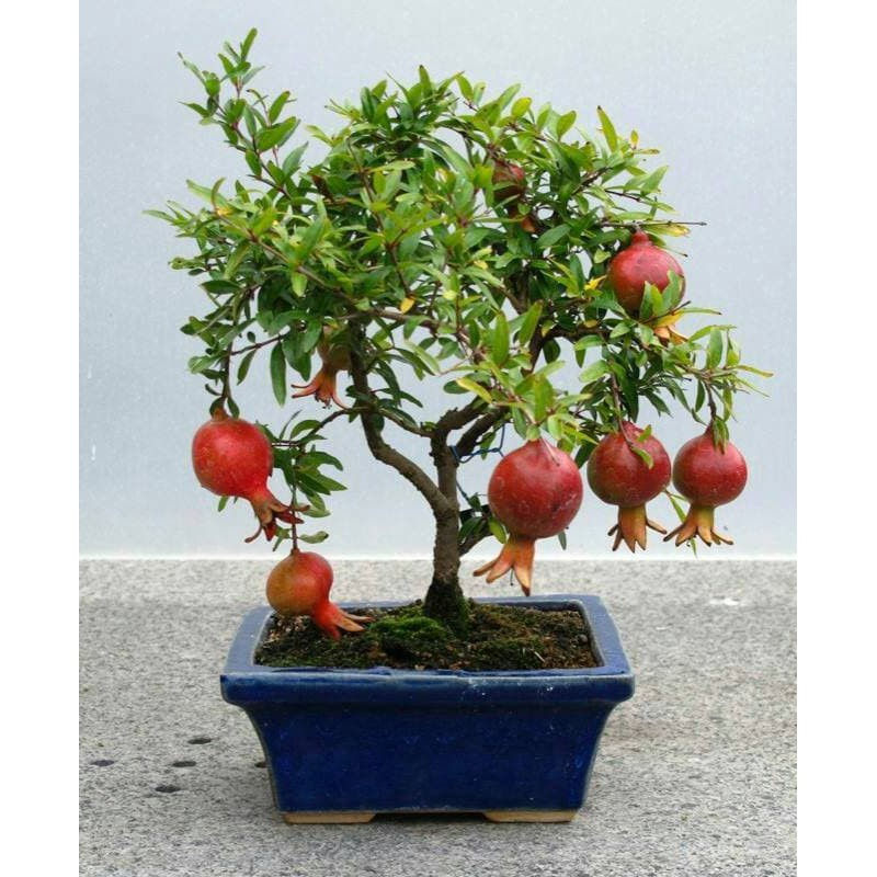 10 benih delima bonsai