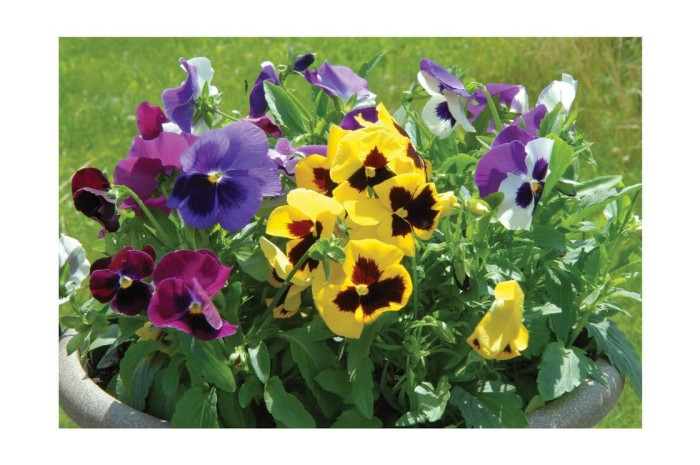 Haira Seed Bibit-Biji Bunga Pansy Swiss Giant Mix