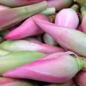 

Kecombrang/Kencung /Bunga Rias1kg