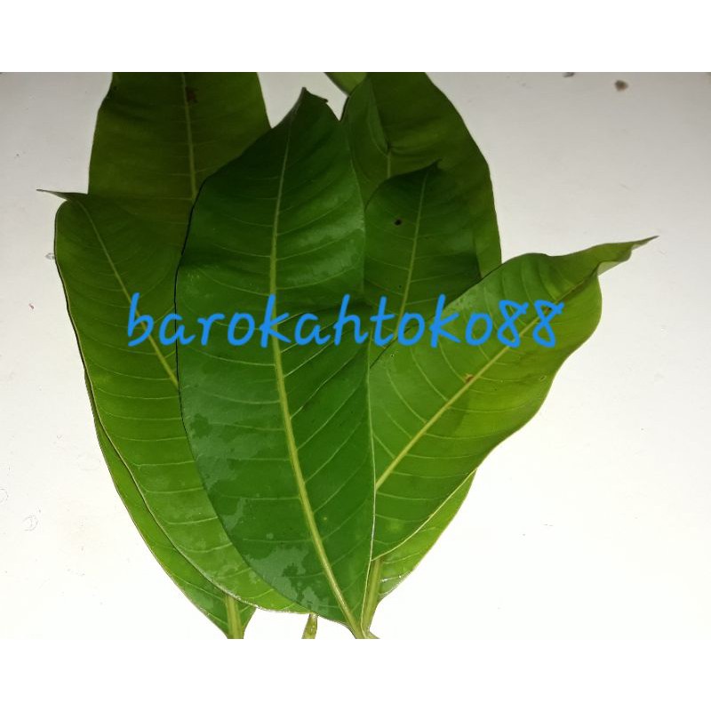 

DAUN MANGGA HERBAL ALAMI MASIH SEGAR 100%