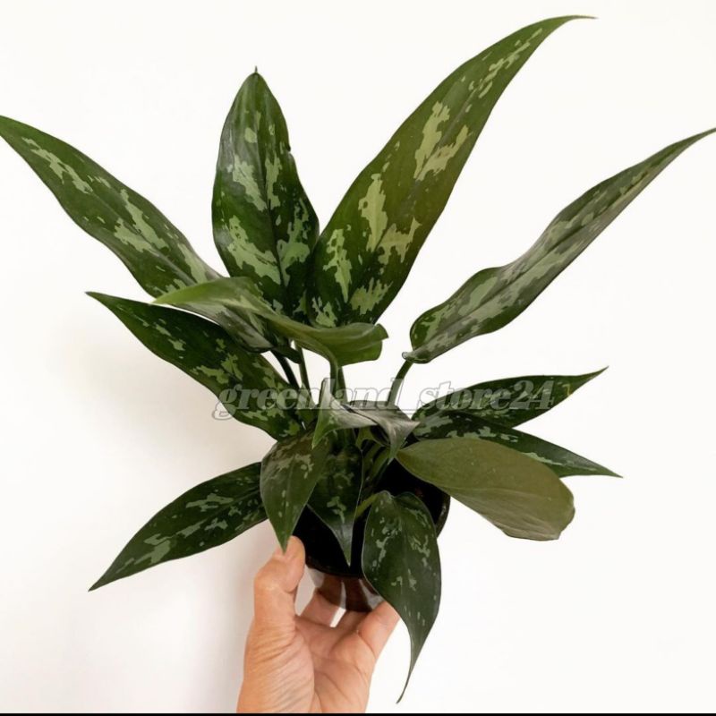 tanaman hias Sri rezeki - Sri rezeki army - blanceng army - chinese Evergreen - sri rezeki batik