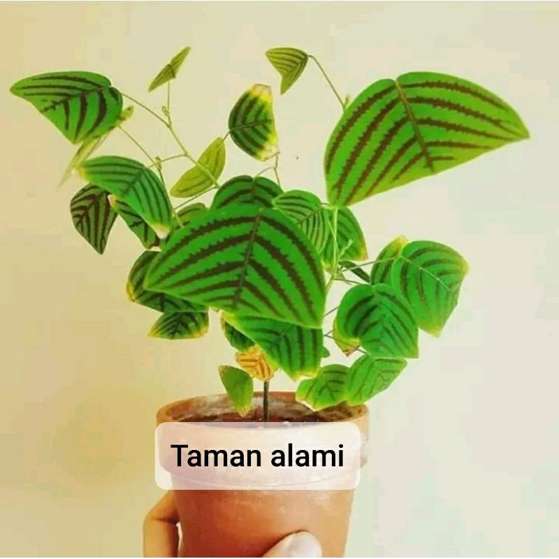 tanaman hias kupu kupu oxalis batik - oxalis batik hijau