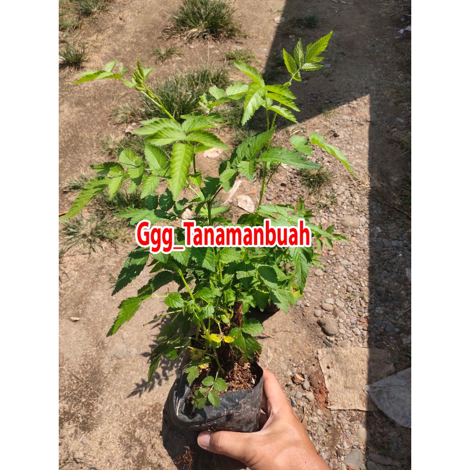 Bibit Raspberry jumbo Merah cepat berbuah