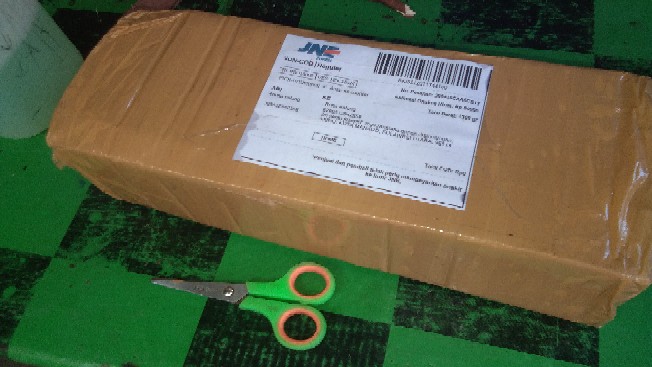 Tanaman Aglonema Dona Carmen