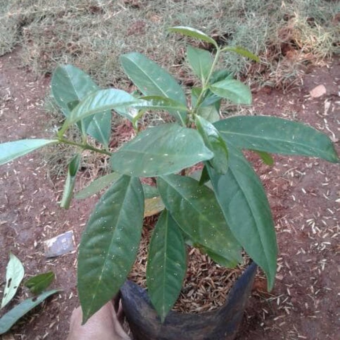 pohon salam / bibit pohon salam